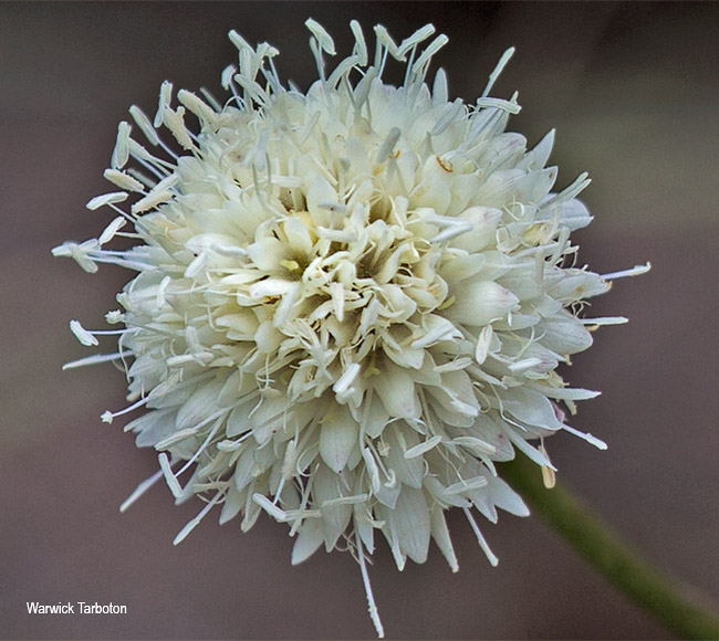 Cephalaria zeyheriana
